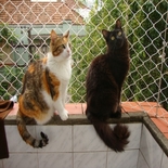 Instalação de Redes de Proteção para Gatos Varandas Perus