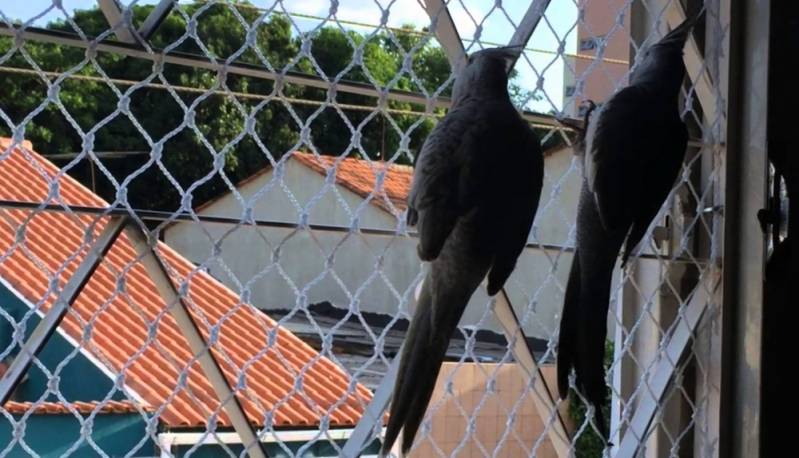 Redes de Proteção Anti Pássaro Capão Redondo
