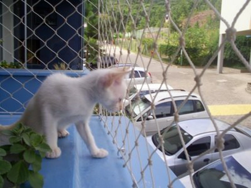 Redes de Proteção para Gatos Sacadas Preço Belém Redes de Proteção para Gatos Sacadas Preço Belém