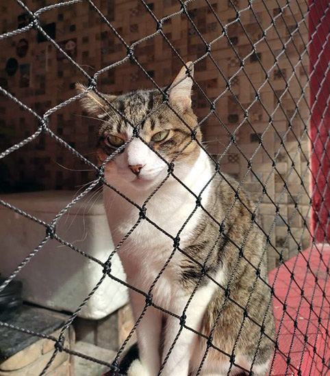Telas de Proteção para Gatos Telas de Proteção para Gatos