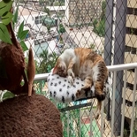 Redes de Proteção para Gatos Varandas Jockey Club