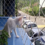 Redes de Proteção para Gatos Sacadas Preço Belém