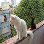 Redes de Proteção para Gatos Varandas Tatuapé