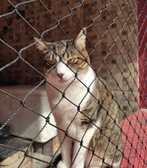 Telas de Proteção para Gatos  